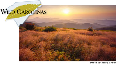 carolinapic.jpg carolinapic.jpg